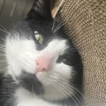 This medication helped my cat