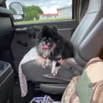 A good all around heartworm and flea preventative.