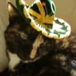 Lantus for Diabetic Cat