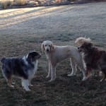 This medication helps my pets