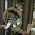 Aero cat - for asthma medicine delivery