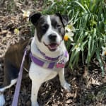 Meds as Tasty as a Treat!