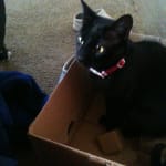 Perfect med pocket and treat