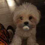 NO HEART WORMS WANTED