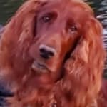 Muscle improvement and she loves the taste