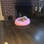 Helps with my dog's anxiety