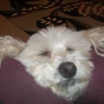 This med helps my senior dog and is affordable too!