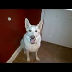 Yes I will keep this mediation in stock!