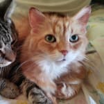 Will buy again next refill.