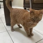 This medication helps to control the low calcium level