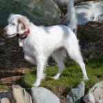 Excellent Probiotic has really helped our pup with GI issue