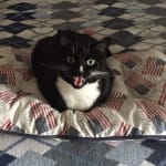 Made our cat feel much better