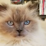 Swear by this especially for my older cats!!!