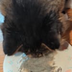 A CKD supplement my cat looks forward to!