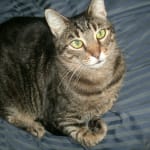 Vet Rx Direct Was Great.. Clenz-a-Dent I'm Not Sure About.