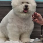 Tank loves vet xdirect