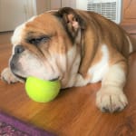 Affordable Flea and Tick Medication