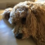 This medication keeps our dog with a healthy calcium level.