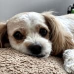 468mg Potassium Gluconate