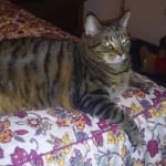 I trust this product and expect my cat to live healthier.