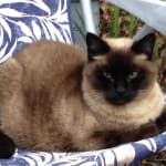 Best deal on best Vet rated cat insulin.