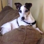 Advantix II works great!