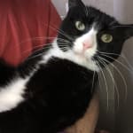 This medication helped my hyper thyroid cat