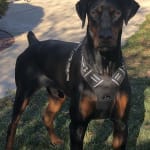 has helped our doberman