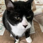 This medication helps my cat.