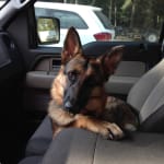 This medication helped my pets