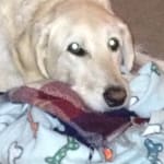 Great product helps my dogs joints a lot!