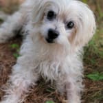 This helped my dog become his old self