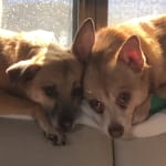 Great for cleaning my doggies ears!