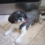 Timolol eye drops for dogs clearance