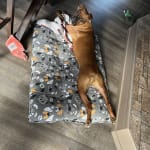 Boxers intestinal issues