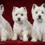 Great for Your Dog's Coat & Skin