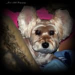 Meds have helped my 4-legged son, Jackson!