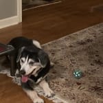 Works for my Old Girl!