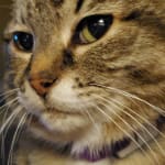 Helps with Inflamed Bowel Issues in Senior Cat