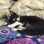 Vet recommended; cats approved!