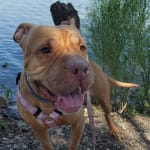 Easy online ordering at a great price.