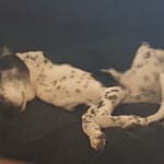 Helps my dogs allergies