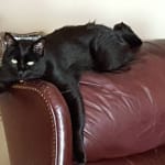 I would buy this product always from VetRx!