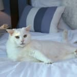 This medication is helping