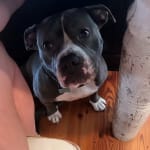 Best flea med if your dog is allergic to flea bites!