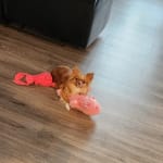 Great for skin allergies on dogs