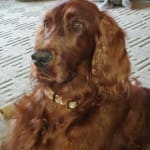 Muscle improvement and she loves the taste