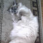 Visbiome helped our cat with a sensitive stomach!