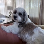 This Medication Helped My Pet