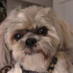 I will but this product again